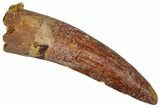 Juvenile Fossil Spinosaurus Tooth - Real Dinosaur Tooth #348690-1